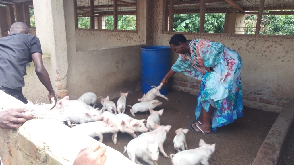 Some of the piglets given out by MP Jacklet Atuhaire