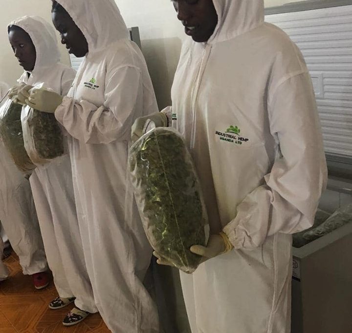 Marijuana grown in Uganda ready for export