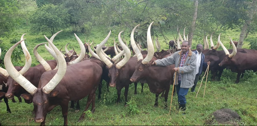 Minister Tumwebaze grazing his cattle