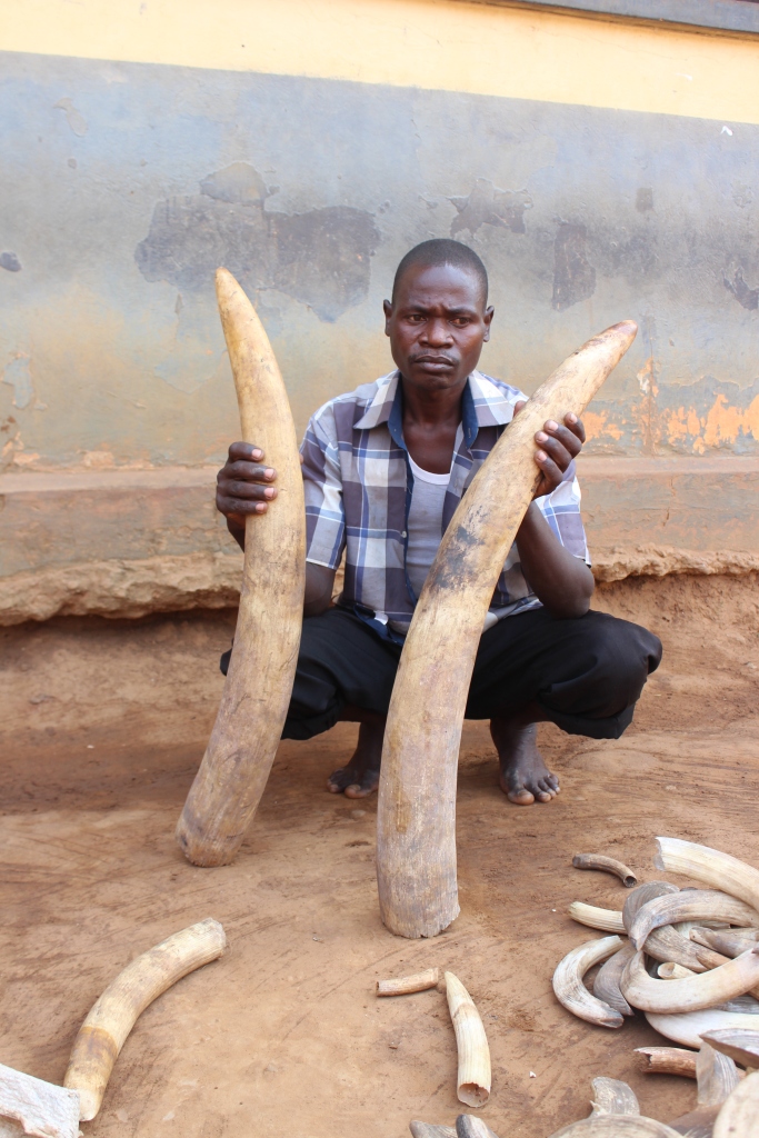 NOTORIOUS HIPPO TEETH TRAFFICKER NETTED