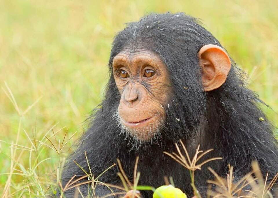 Sudhir Gives Birth To Chimpanzee, Names It Ruparelia!