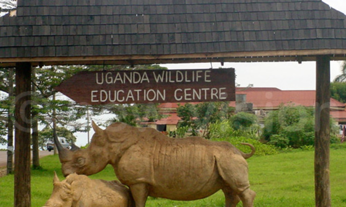 American National commits Suicide at Entebbe Zoo