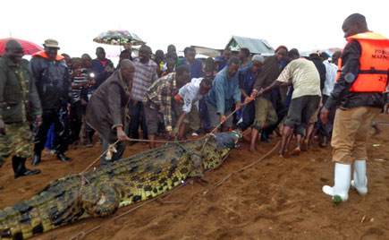UWA,Residents Hunt For Dangerous Crocodiles