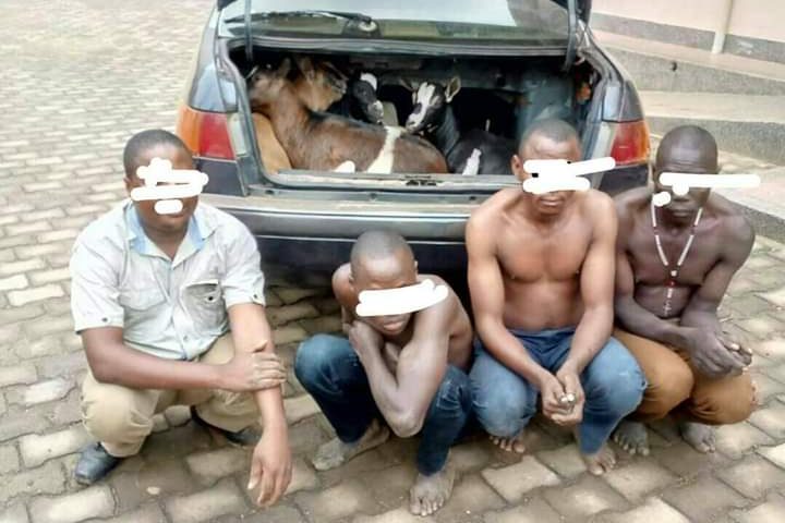 Four Arrested in Kabale Over Theft Of Goats
