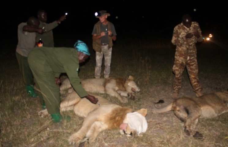 UWA Captures Three ‘Killer’ Lions In Deadly Rescue Mission