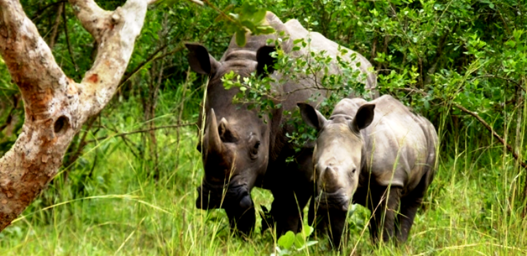 President Museveni Intervenes In Zziwa Rhino Sanctuary War