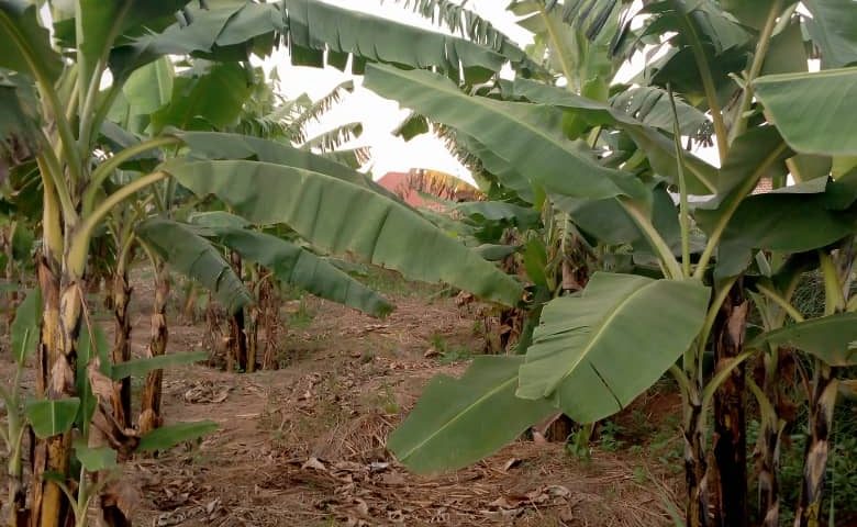 Innovation In Agriculture: East Africa’s Scientists Introduce New Banana Varieties That Resist Disease & Drought