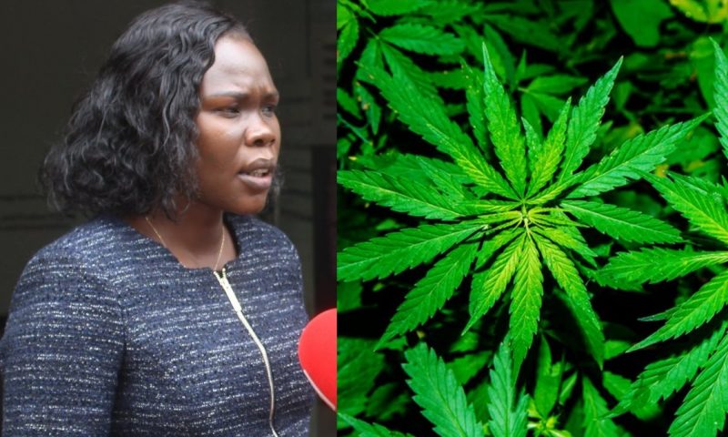 Min.Anite Directs UIA To Cancel Marijuana Plantation Deal