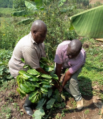 RDC Destroys Mayor’s Coffee Plantation In Wetland