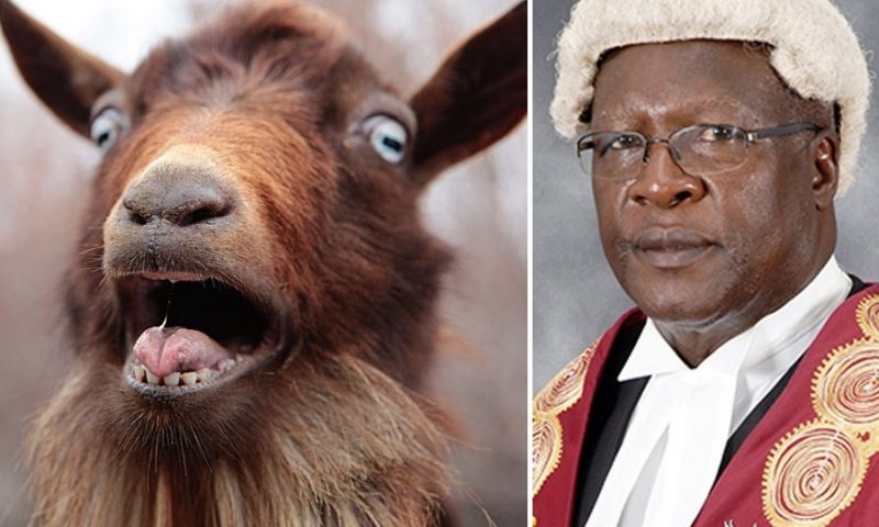 Chief Justice Katureebe Orders Arrest Of Police Officers Over Stolen Goats