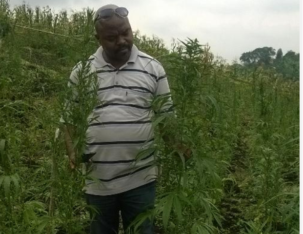 Israeli Farm Harvests First Batch Of Marijuana In Uganda