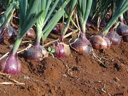 Farmers Guide With Mugenyi Joseph: Best Tips On Growing Onions