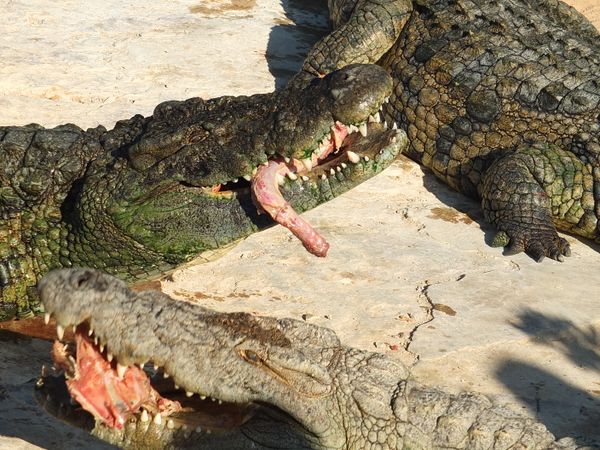 Crocodile Attacks, Eats Woman Alive On L. Albert Shores