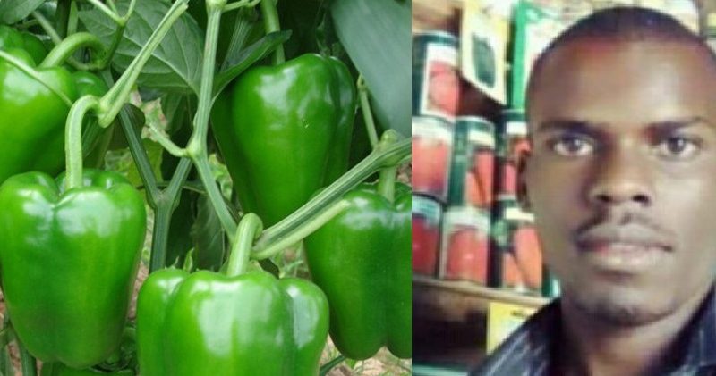 Farmers Guide With Joseph Mugenyi: Sweet/ Bell Pepper Growing