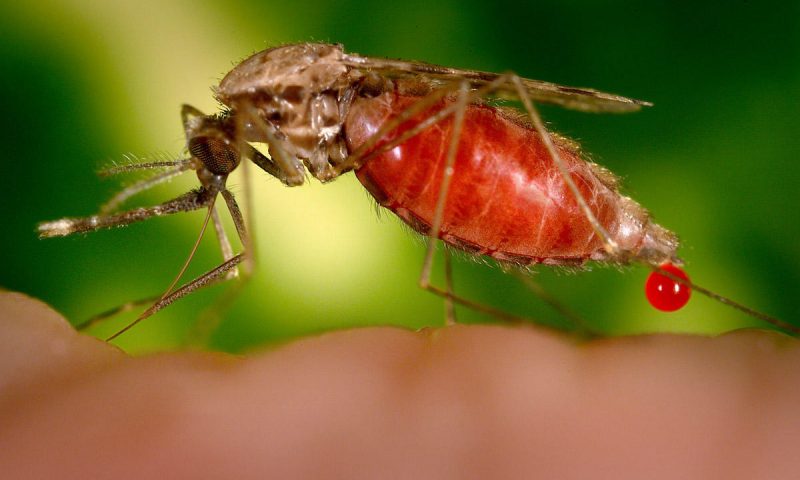 Uganda To Breed Mosquitoes That Will Fight Malaria