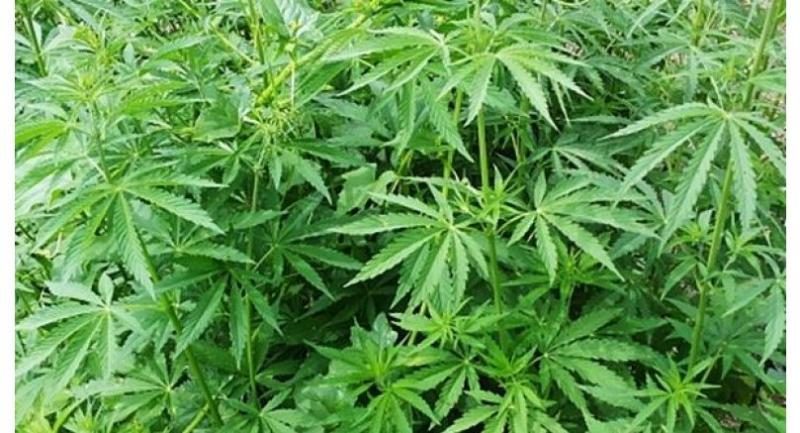 Over 45 Marijuana Growing Firms Blame Gov’t For Delaying Licenses
