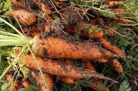 Farmers’ Guide With Joseph Mugenyi: Tips On How To Grow Carrots