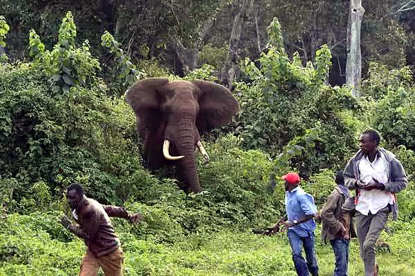 Kasese: Elephants Escape From Queen Elizabeth National Park, Kill 2 People