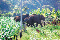 Murchison Falls Elephants Raid District, Destroy Crops