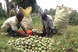 Farmers’ Guide With Joseph Mugenyi: Tips On How To Grow Passion Fruits