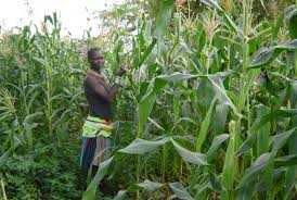 Farmers’ Guide With Joseph Mugenyi: Tips On Growing Maize