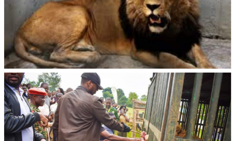 Uganda’s Oldest Lion Escapes At Omukama Oyo’s Empango, Executed By UWEC Rangers