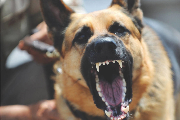 Businessman’s Sons Arrested For Feeding Maid To Dogs