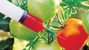 Farmers’ Guide With Joseph Mugenyi: Genetically Modified Organisms (GMOs) Sour Secrets Leak
