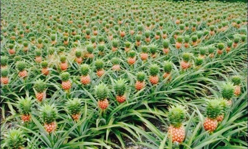 Farmers’ Guide With Joseph Mugenyi: Tips On Pineapple Growing