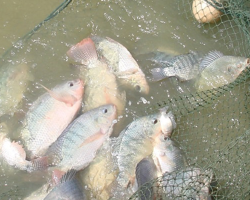 Farmers’ Guide With Joseph Mugenyi: Tips On Fish Farming