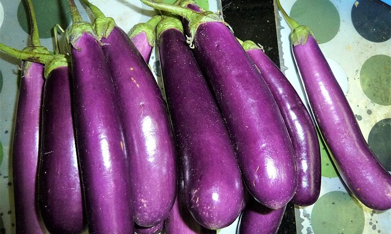 Farmers’ Guide With Joseph Mugenyi: Tips On How To Grow Eggplants