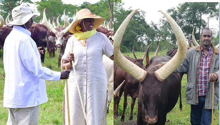 Min. Tumwebaze Emulates President  Museveni On Cattle Farming
