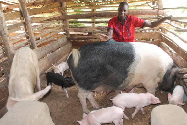 Pork Prices Hike After African Swine Fever Outbreak In Kyenjojo District