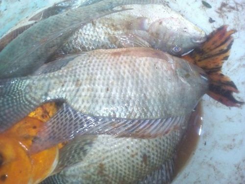 Farmers’ Guide With Joseph Mugenyi: Tips On How To Farm Tilapia Fish In A Pond