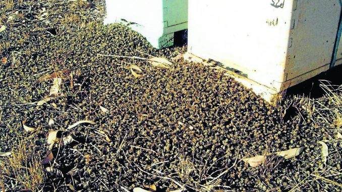 Chemical Warfare As GMO Plants Kill 37 Million Bees