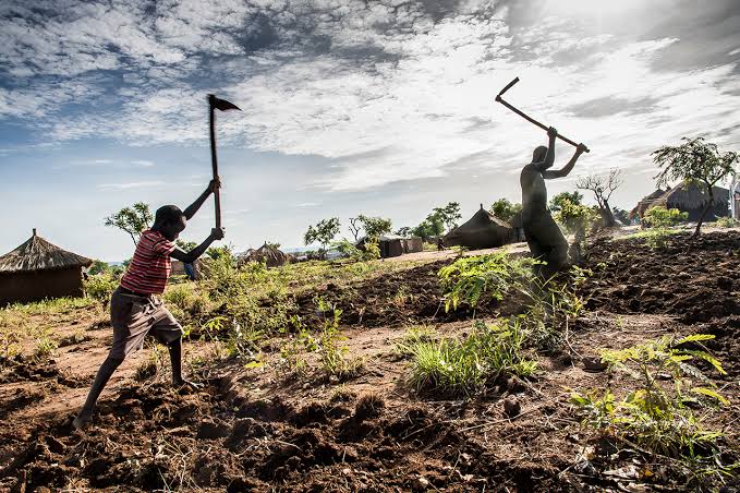Bidi Bidi Refugee Farmers Sow Seeds Of Change Through Agriculture