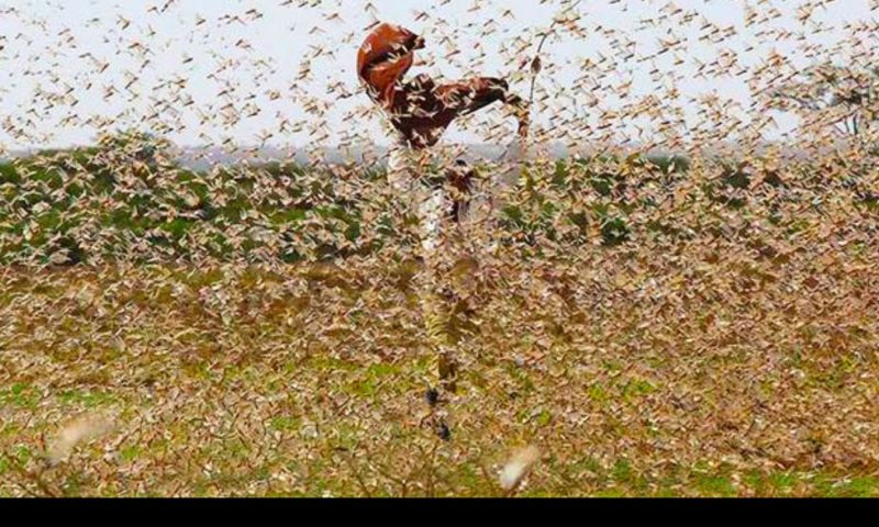 UN Releases $10m To Fight Devastating Locusts As Urgent Action To Save Other E.A Countries