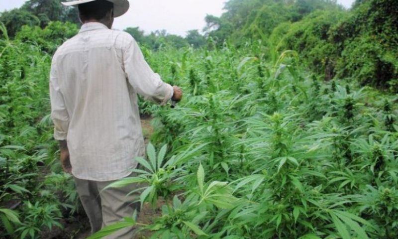 Gov’t Sets  Tough Conditions For Cannabis Farmers