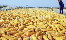 Stop Killing Our Market: Stakeholders Task Government To Prioritise Solving Aflatoxins Saga