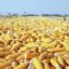 Stop Killing Our Market: Stakeholders Task Government To Prioritise Solving Aflatoxins Saga