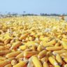 Stop Killing Our Market: Stakeholders Task Government To Prioritise Solving Aflatoxins Saga