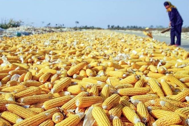 MPs Call For Retaliation Against Kenya For Banning Ugandan Maize