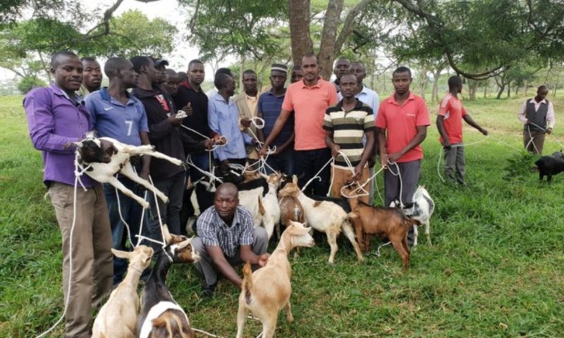 Min. Tumwebaze’s War Against Poverty With Goat Rearing Project Bear Fruits In Kamwenge