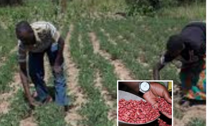 Farmers’ Guide With Joseph Mugenyi: Best Tips On Growing Ground Nuts