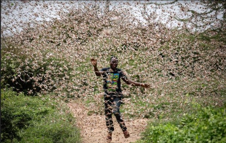 Over Five Million People  At Risk Of Deadly Hunger From Locusts-Report