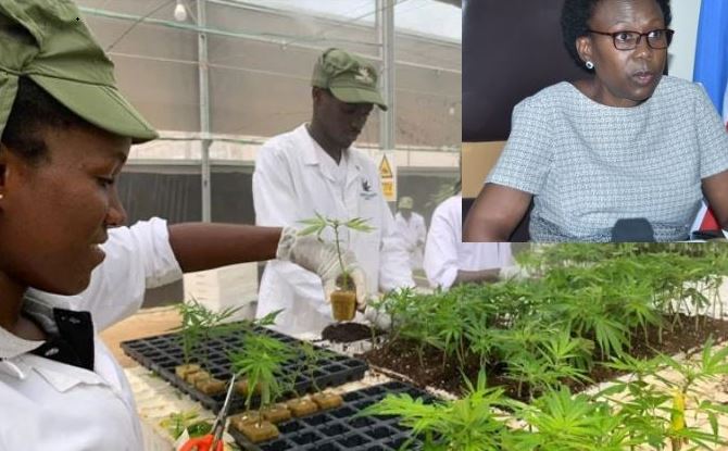 Health Minister Dr Aceng Mints Billions From Growing Weed