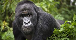 Killer Of Uganda’s Famous ‘Rafiki’ Gorilla Jailed For 11 Yrs