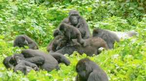 Excitement As Bwindi Forest Park Welcomes Birth Of Five Baby Gorillas After Rafiki’s Death