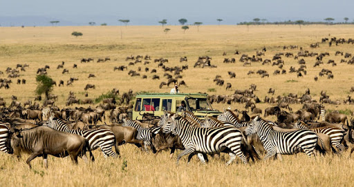 Uganda Wildlife Numbers Soar Due To Enhanced Protection-Ministry Of Tourism