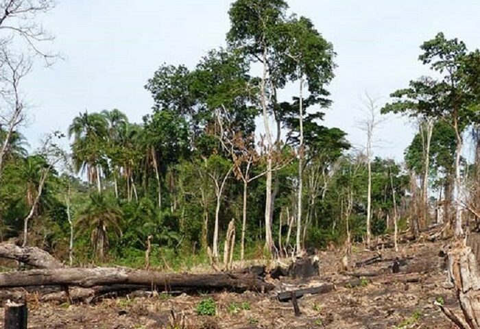 NEMA Orders Hoima Sugar Off Bugoma Forest, Orders Restoration At Investors Cost